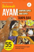 Beternak ayam kampung super, jawa super tanpa bau