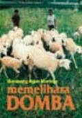 Memelihara domba.