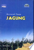 Bercocok tanam jagung