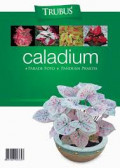Caladium