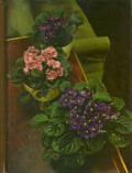 Flowering house plants