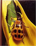 Pest and diseases