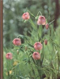 Wildflower gardening