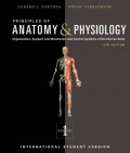 Principles of anatomy & physiology volume 2, 13e