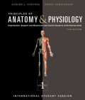 Principles of anatomy & physiology volume 1, 13e